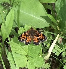 Phyciodes tharos