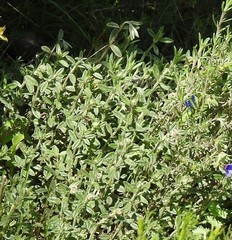 Helianthemum asperum