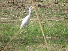 Bubulcus ibis