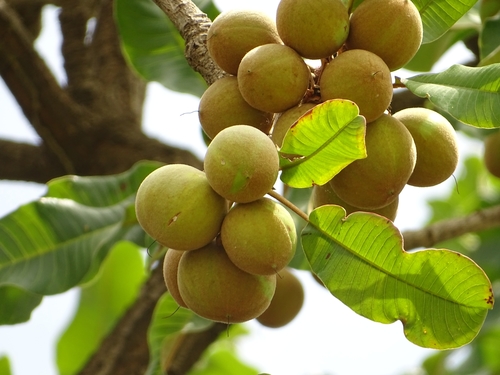 Shea Tree