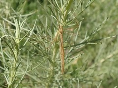 Apterobittacus apterus