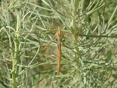 Apterobittacus apterus