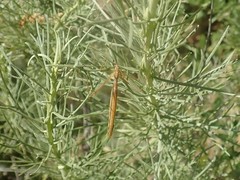 Apterobittacus apterus