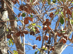 Semialarium mexicanum