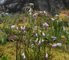 Cardamine pattersonii