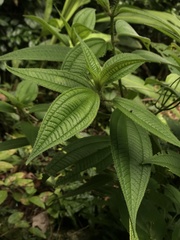 Miconia lacera