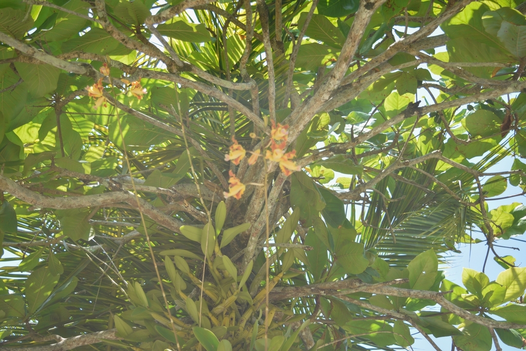 Myrmecophila brysiana
