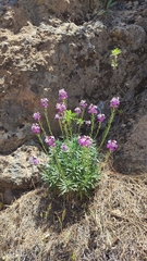 Erysimum virescens