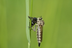 Dysmachus fuscipennis