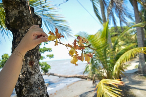 Myrmecophila brysiana, photograph 1