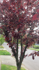 Prunus cerasifera