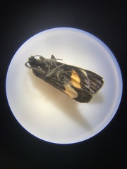 Psychomorpha epimenis