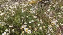 Argyranthemum adauctum canariense