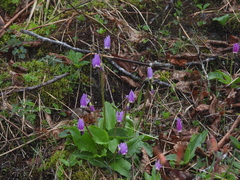 Primula austrofrigida