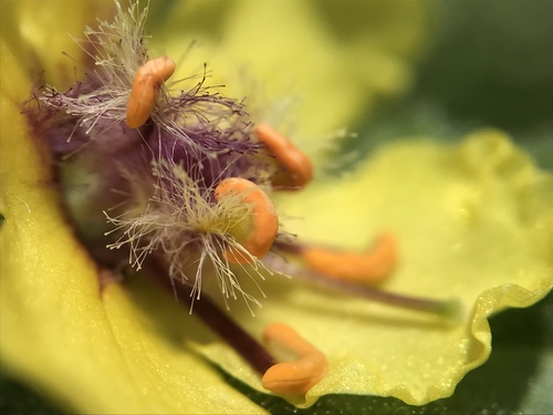 Verbascum virgatum