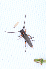 Phytoecia pustulata