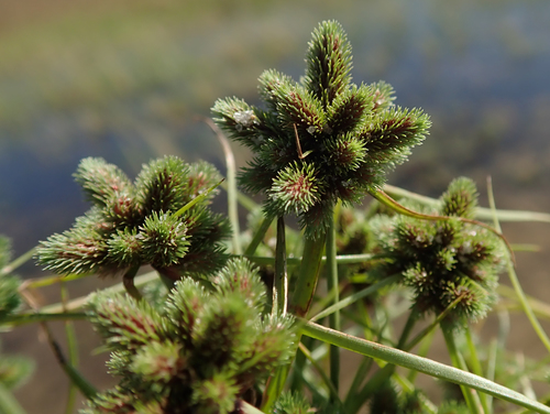 Cyperus hystricoides