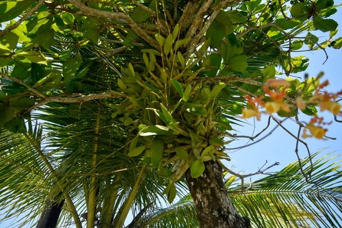 Myrmecophila brysiana, photograph 3