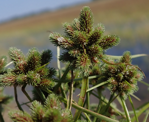 Cyperus hystricoides image