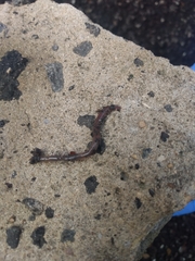 Lumbricus terrestris
