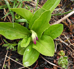 Primula austrofrigida