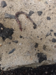 Lumbricus terrestris