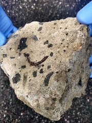 Lumbricus terrestris