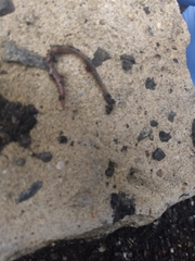 Lumbricus terrestris