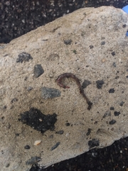 Lumbricus terrestris