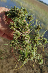 Cyperus hystricoides image