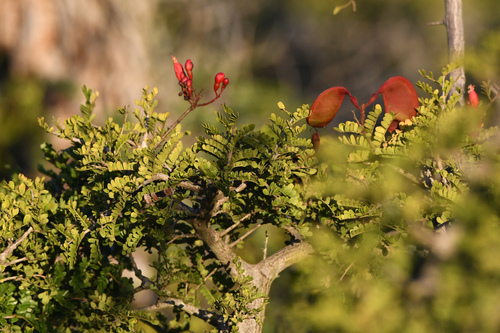 Karoo Boerbean