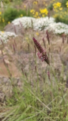 Phalaris coerulescens