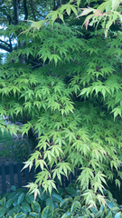 Acer palmatum