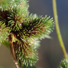 Cyperus hystricoides image