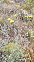 Andryala pinnatifida