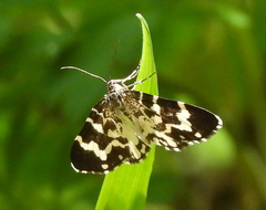 Trichodezia californiata