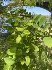 Robinia pseudoacacia