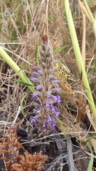 Phelipanche schultzii