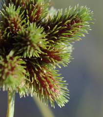 Cyperus hystricoides image