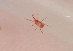 Balaustium