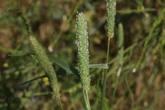 Phalaris paradoxa