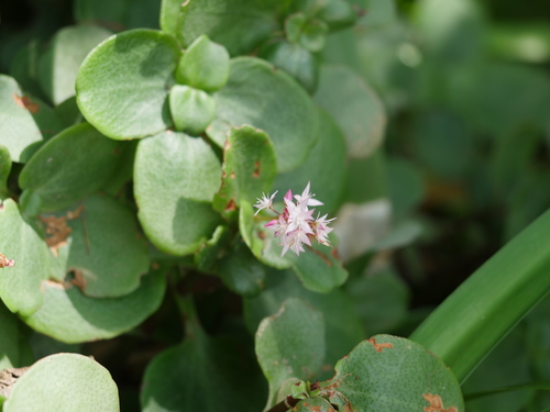 Crassula multicava