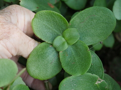 Crassula multicava multicava