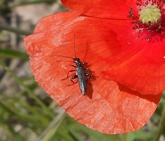 Oedemera atrata