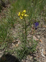 Erysimum pseudorhaeticum
