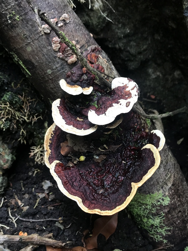 Earliella scabrosa · May 2021 · photo: © nbareschu (iNaturalist, cc-by)