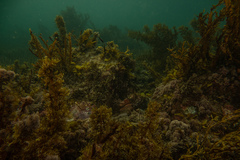 Carpophyllum plumosum