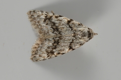 Nola cicatricalis