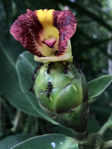 Costus laevis (Costus laevis)