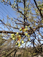 Prunus salicina